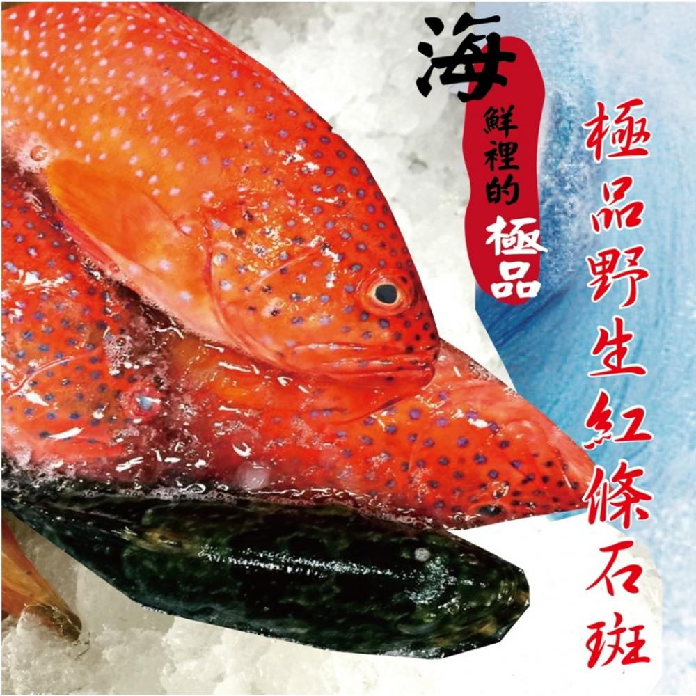海撰鮮品-野生紅條石斑魚