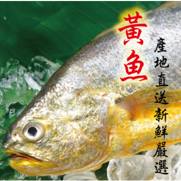 海撰鮮品-黃魚