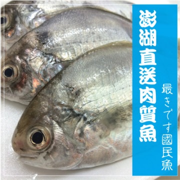 海撰鮮品-澎湖肉質魚